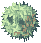Jewel Rafflesia